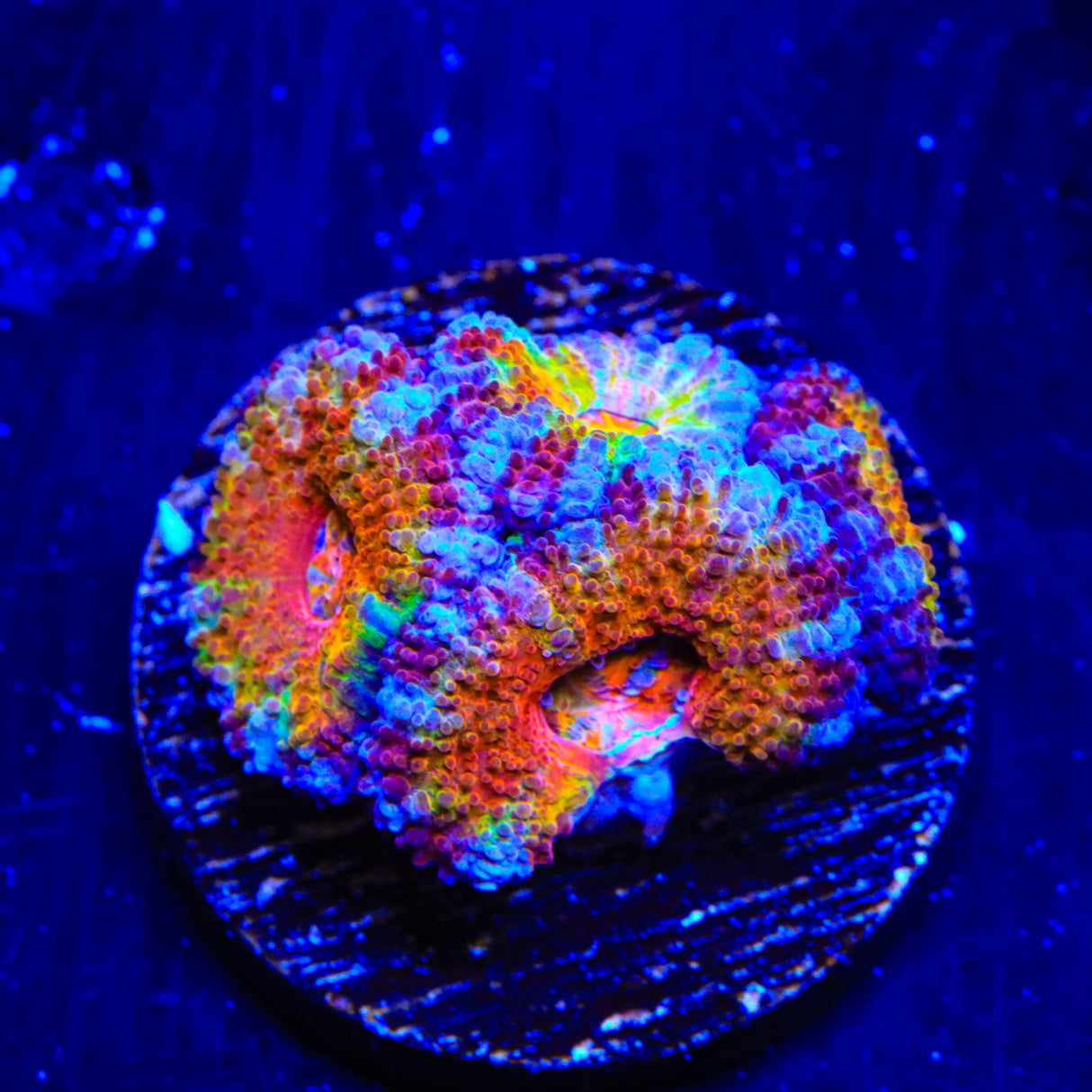 Rainbow Acan Coral