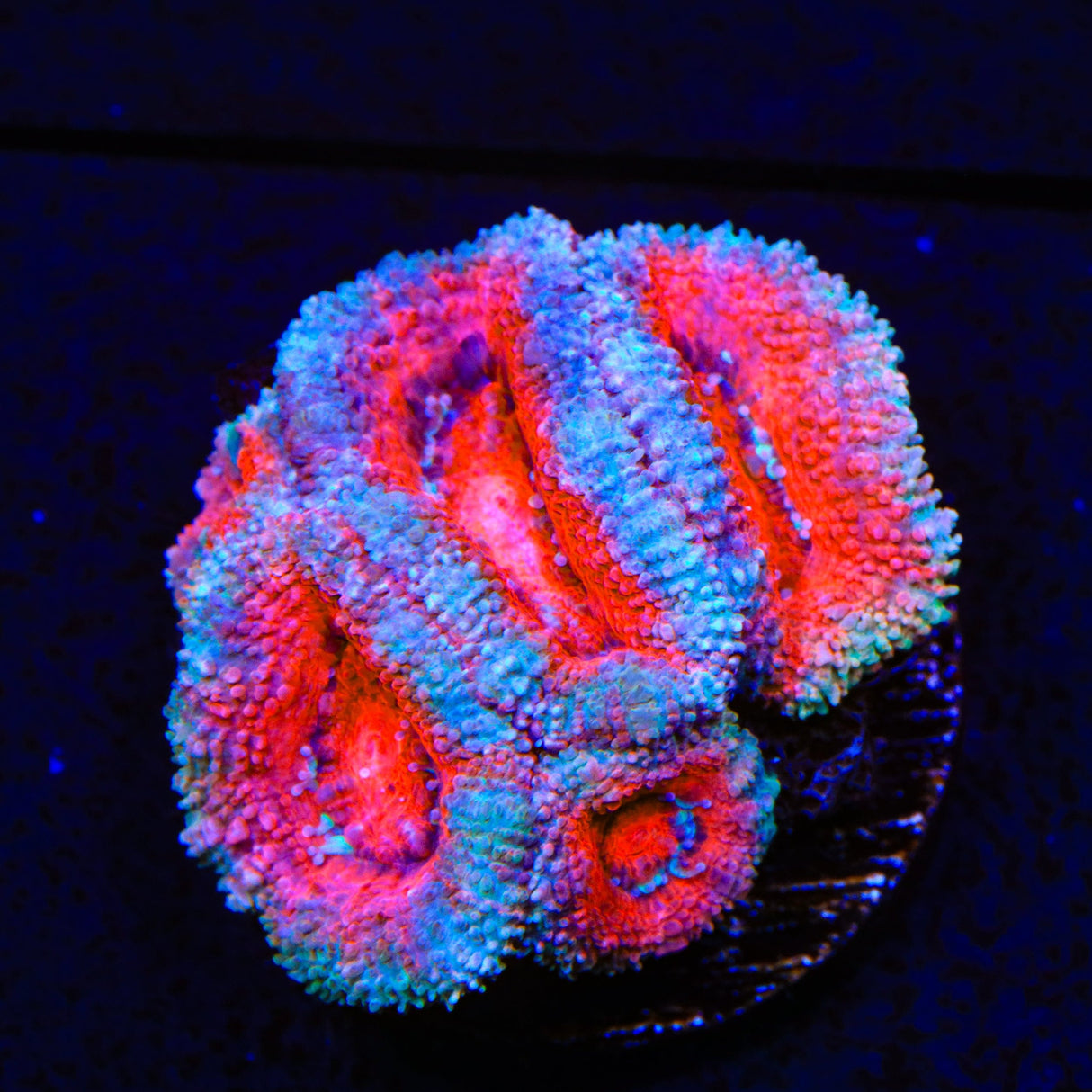 Rainbow Acan Coral