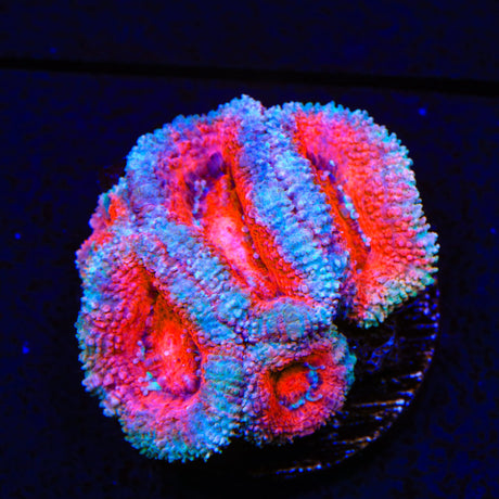 Rainbow Acan Coral