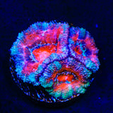 Rainbow Acan Coral