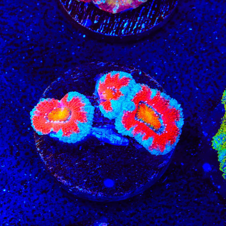 Rainbow Acan Coral