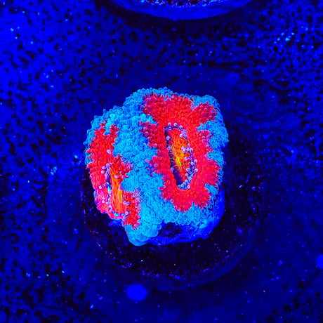 Rainbow Acan Coral