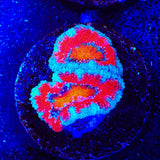Rainbow Acan Coral