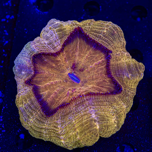 Rainbow Acanthophyllia