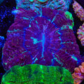 Rainbow Acanthophyllia