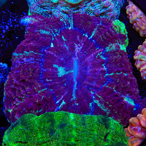 Rainbow Acanthophyllia