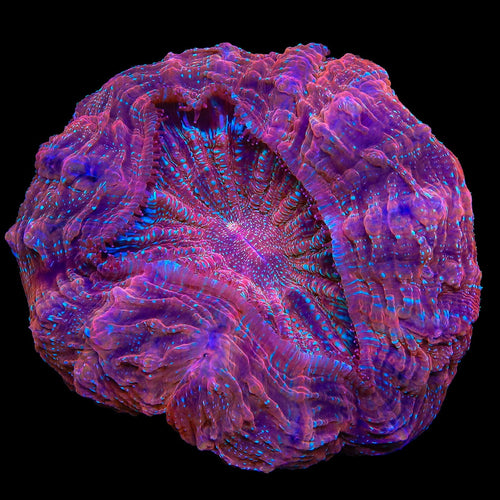 Rainbow Acanthophyllia