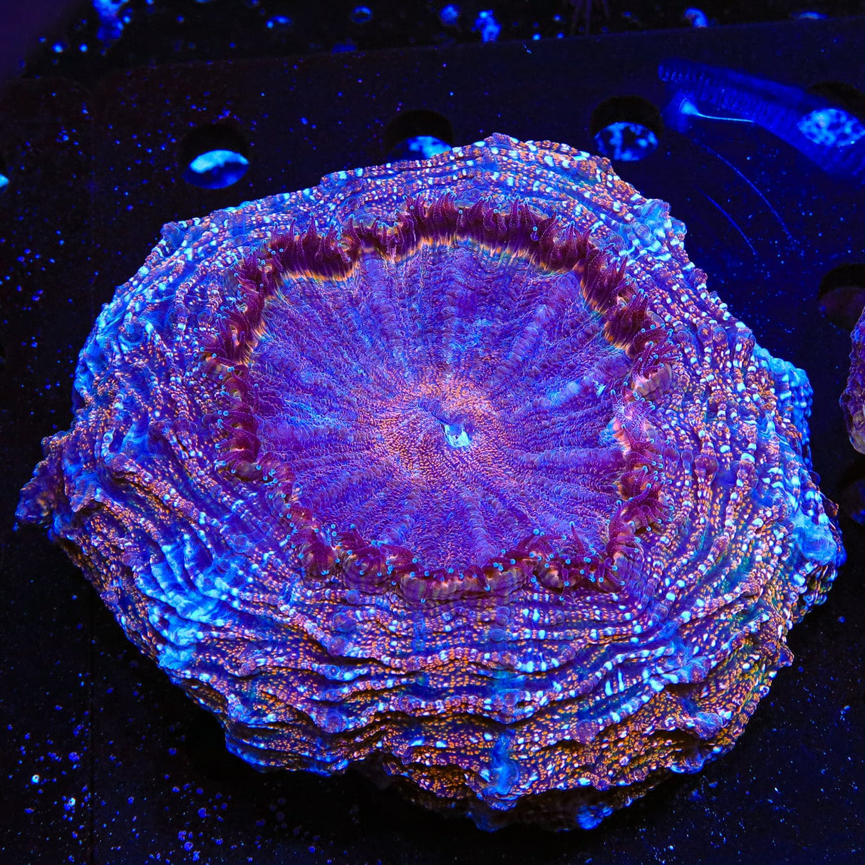 Rainbow Acanthophyllia