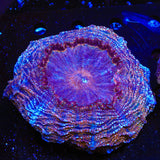Rainbow Acanthophyllia
