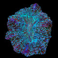 Rainbow Acanthophyllia Colony Coral