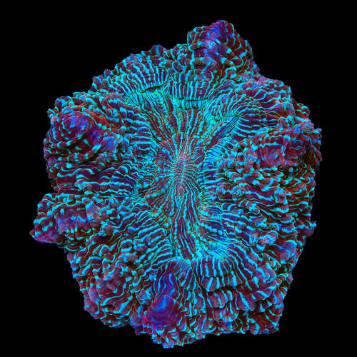 Rainbow Acanthophyllia Colony Coral