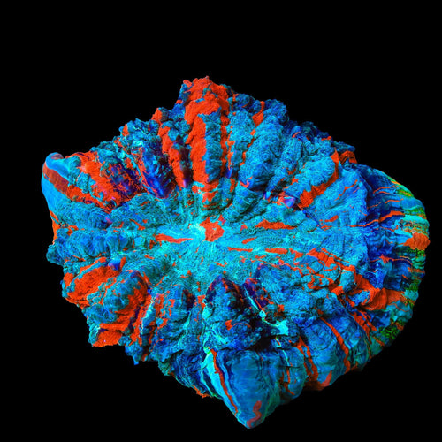 Rainbow Acanthophyllia Colony Coral