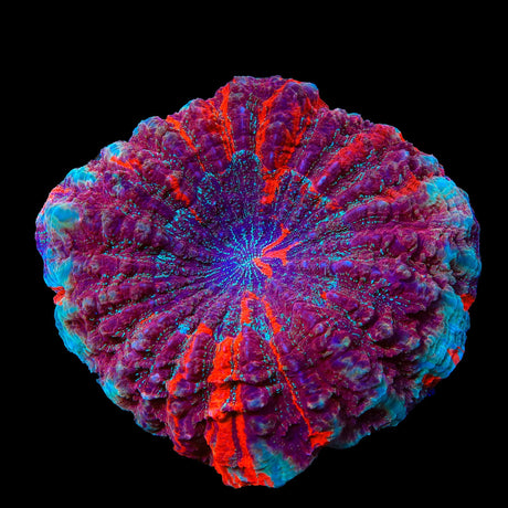 Rainbow Acanthophyllia Colony Coral