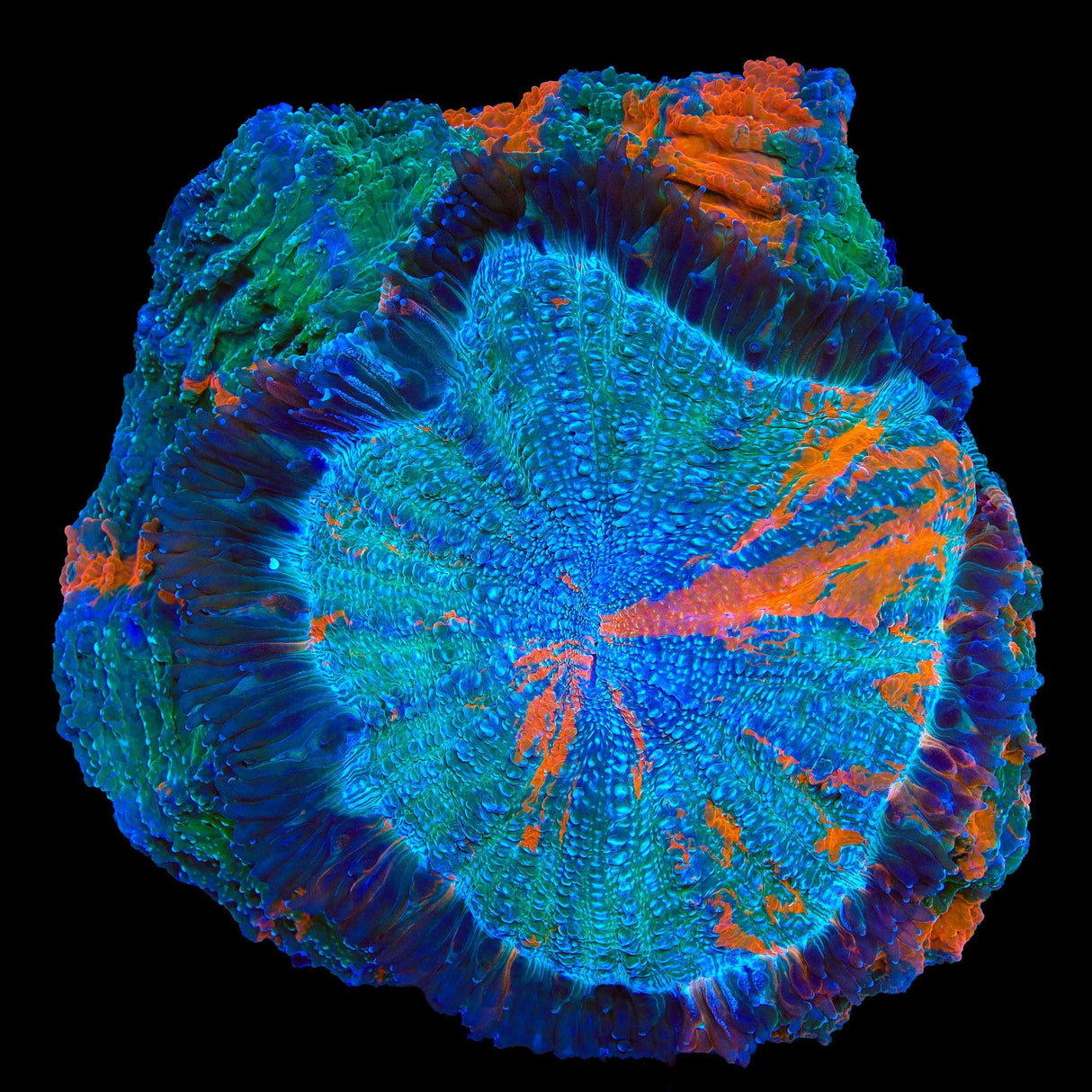 Rainbow Acanthophyllia Colony Coral