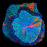 Rainbow Acanthophyllia Colony Coral