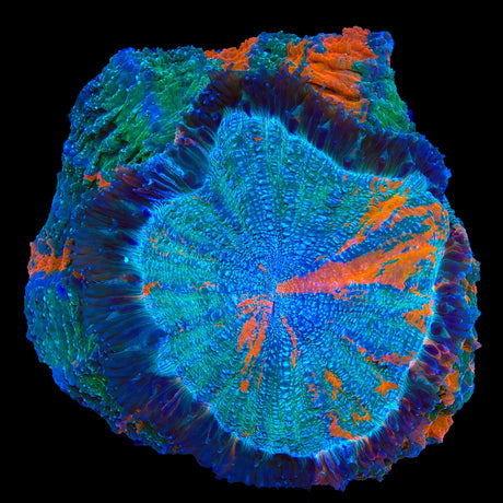 Rainbow Acanthophyllia Colony Coral