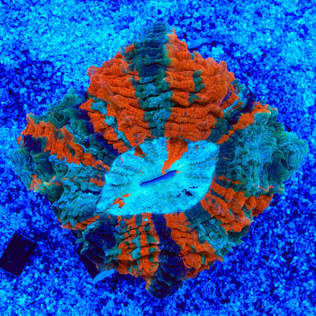 Rainbow Acanthophyllia Coral