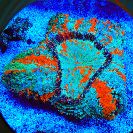 Rainbow Acanthophyllia Coral