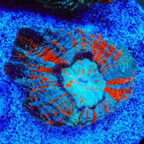 Rainbow Acanthophyllia Coral