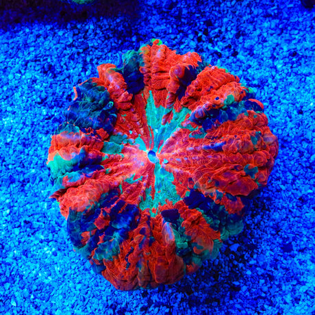 Rainbow Acanthophyllia Coral