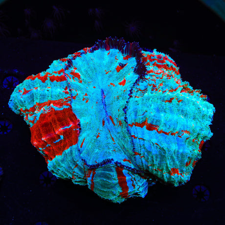 Rainbow Acanthophyllia Coral