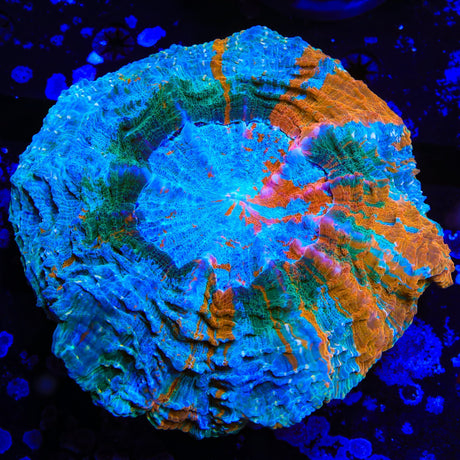 Rainbow Acanthophyllia Coral