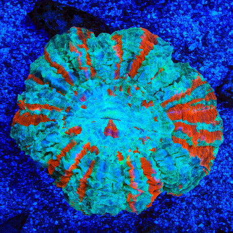 Rainbow Acanthophyllia Coral