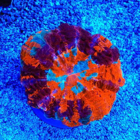 Rainbow Acanthophyllia Coral