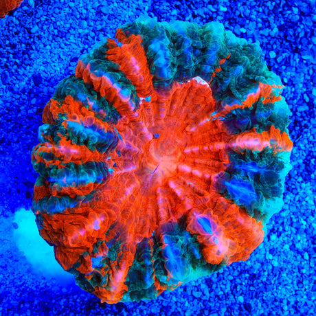 Rainbow Acanthophyllia Coral