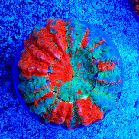 Rainbow Acanthophyllia Coral