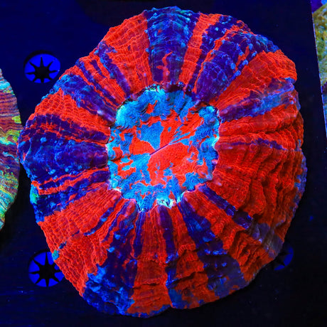 Rainbow Acanthophyllia Coral