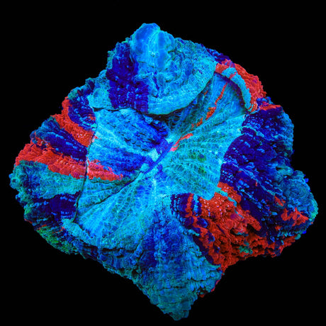 Rainbow Acanthophyllia Coral