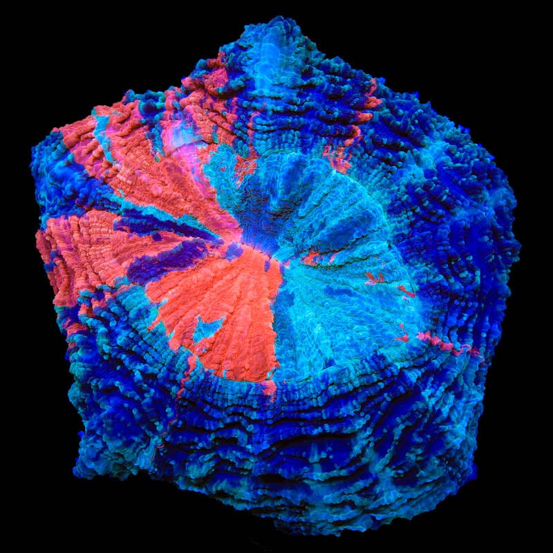 Rainbow Acanthophyllia Coral