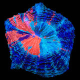 Rainbow Acanthophyllia Coral