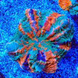 Rainbow Acanthophyllia Coral