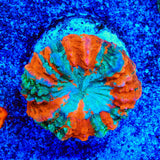 Rainbow Acanthophyllia Coral