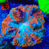 Rainbow Acanthophyllia Coral