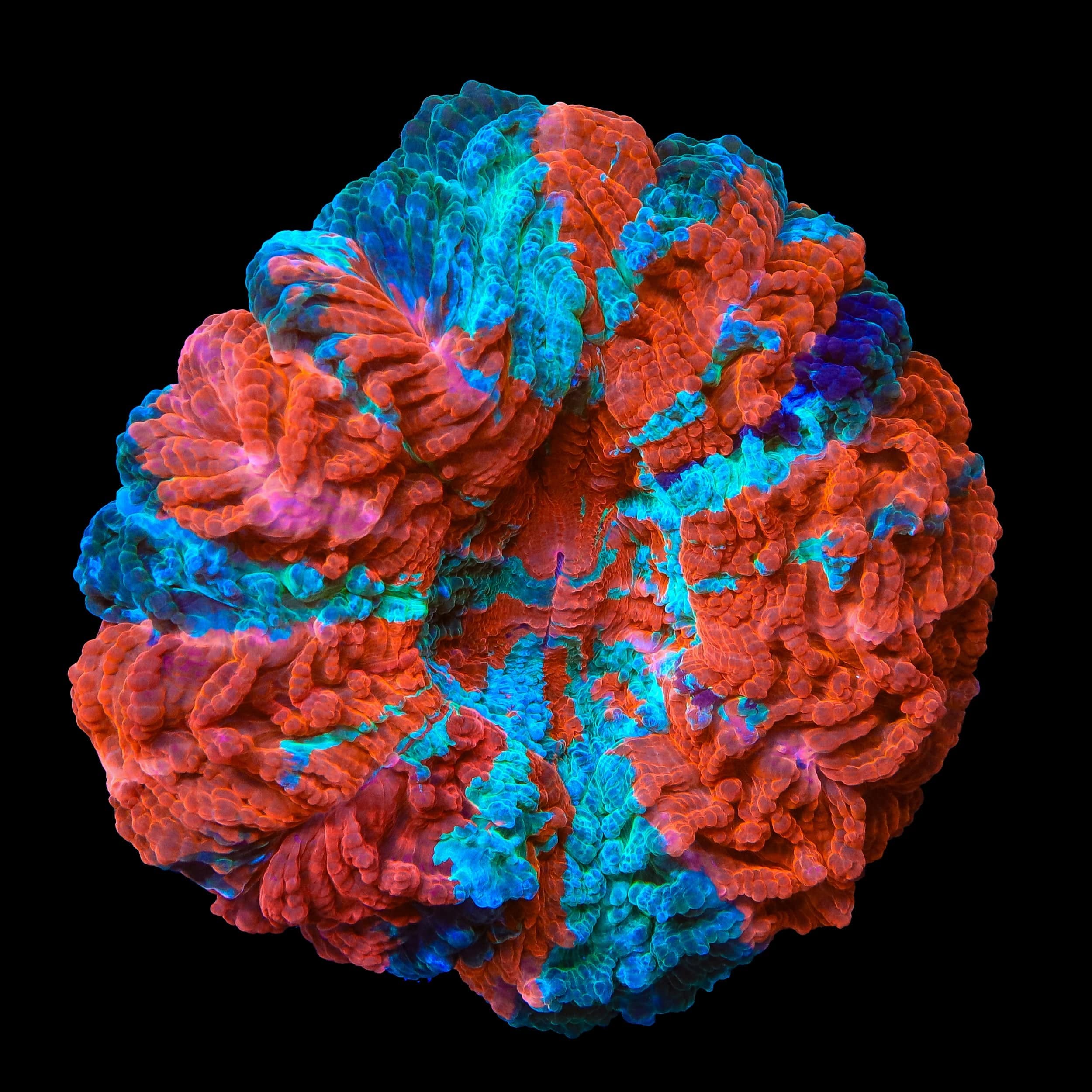 Rainbow Acanthophyllia Coral