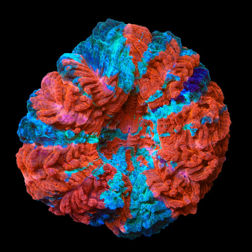 Rainbow Acanthophyllia Coral