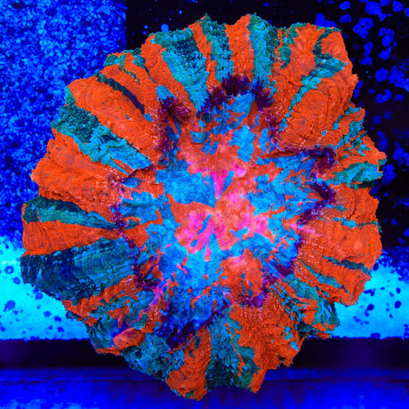 Rainbow Acanthophyllia Coral
