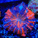 Rainbow Acanthophyllia Coral