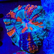 Rainbow Acanthophyllia Coral