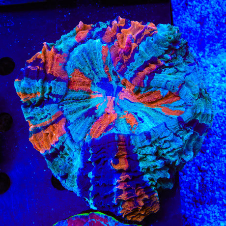 Rainbow Acanthophyllia Coral