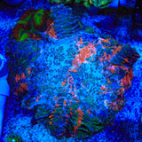 Rainbow Acanthophyllia Coral