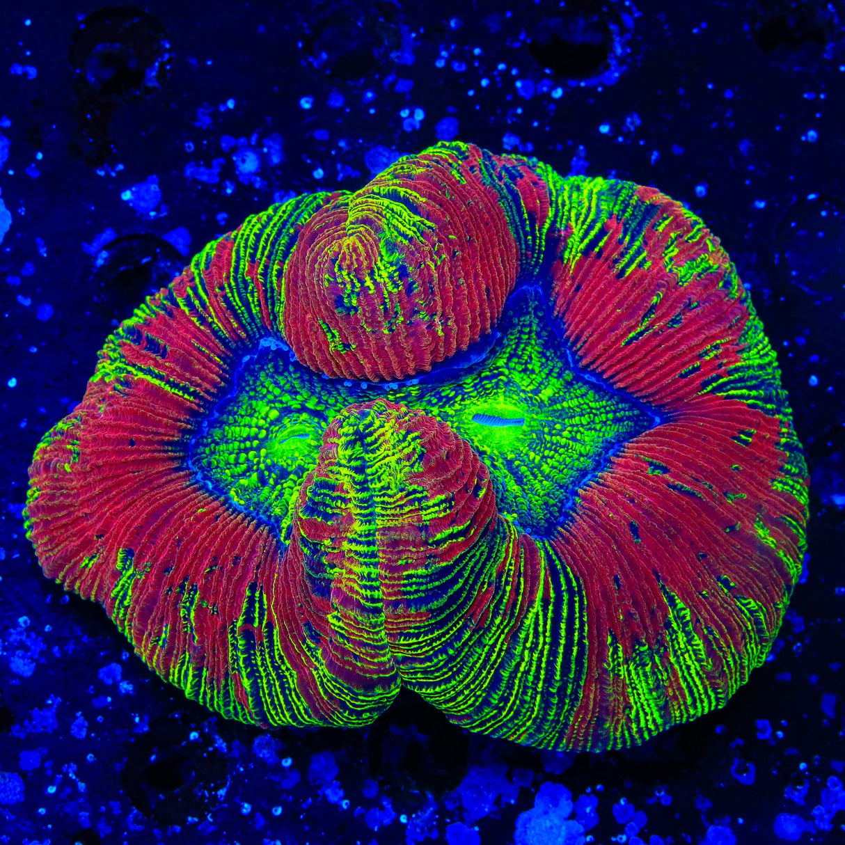 Rainbow Acanthophyllia Coral