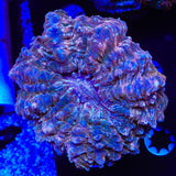 Rainbow Acanthophyllia Coral