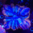 Rainbow Acanthophyllia Coral