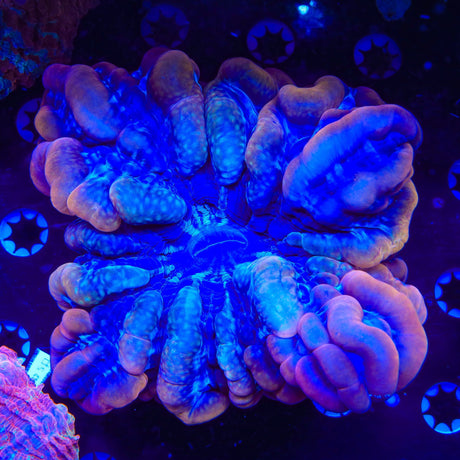 Rainbow Acanthophyllia Coral