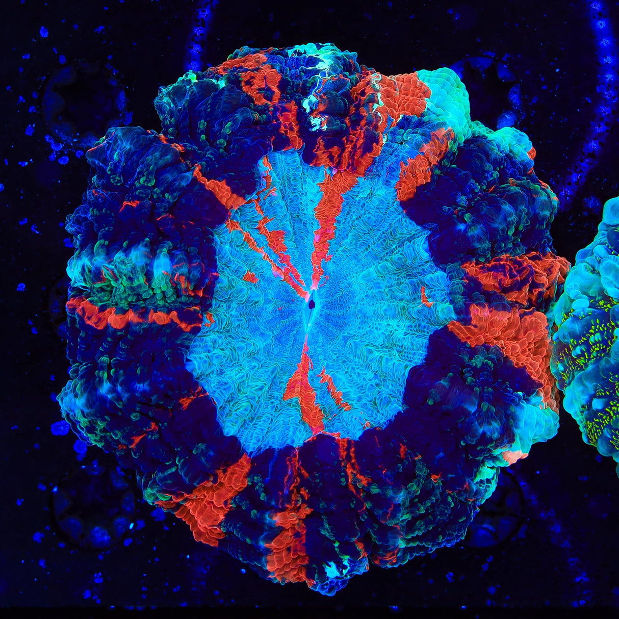 Rainbow Acanthophyllia Coral