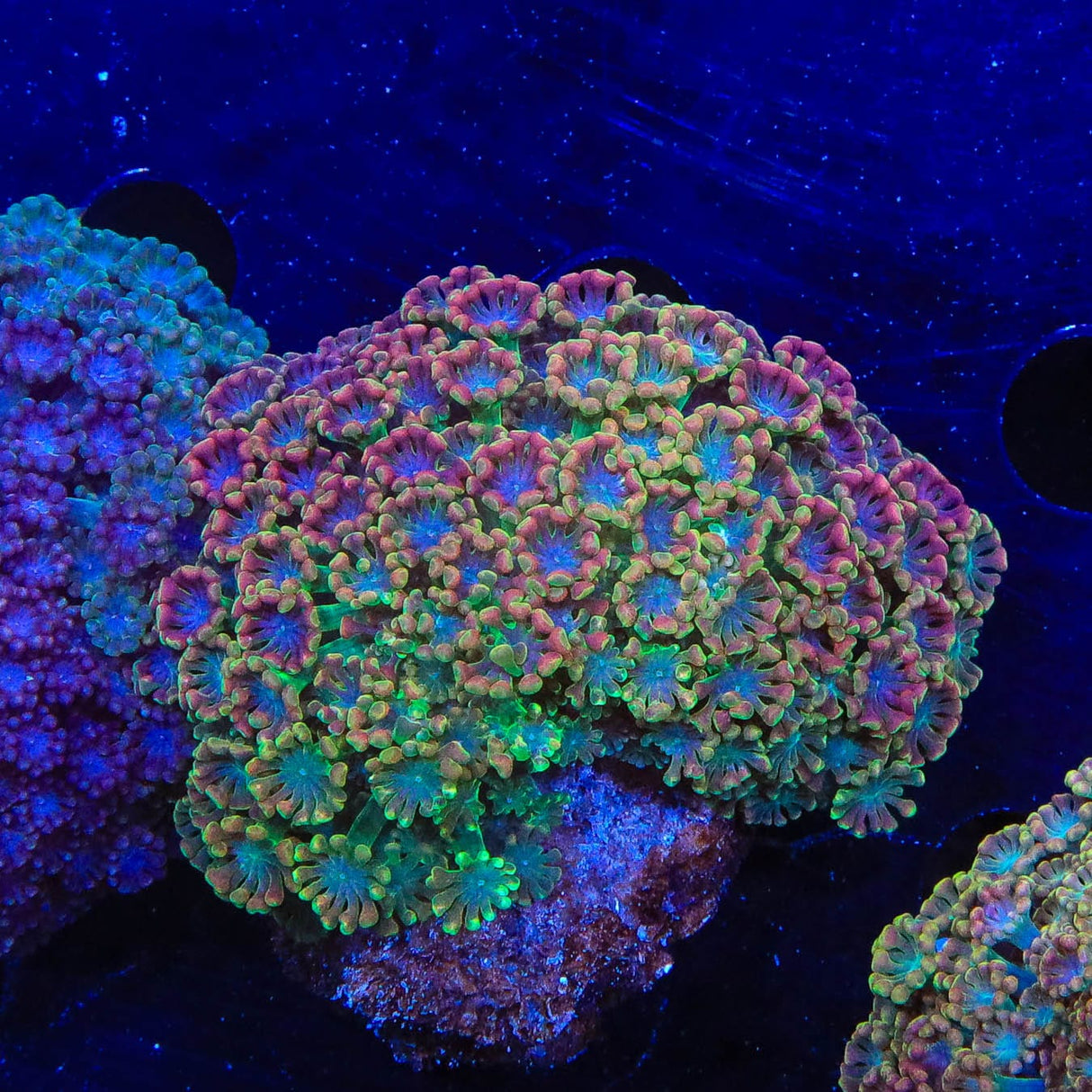 Rainbow Alveopora Colony Coral